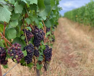 Out of Necessity Vineyard, Ribbon Ridge AVA, Newberg Oregon