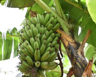 a bunch of matooke on a tree branch