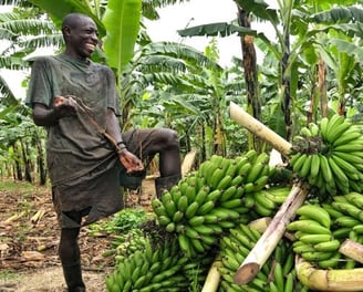 a man standing in a field with a bunch of matooke