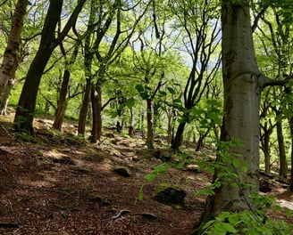 invasive beech woodland hebden bridge