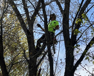 Reno tree service pruning a tree