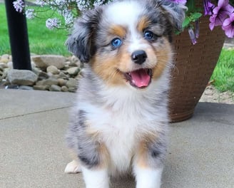 Miniature Australian Shepherd Puppies for Sale