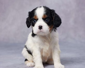 Cavalier King Charles Spaniel Puppies for Sale