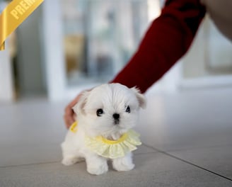Teacup Maltese Puppies for Sale