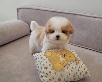 Teacup Maltipoo Puppies for Sale