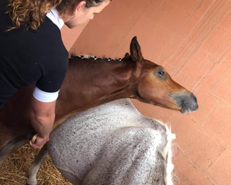 massage du cheval