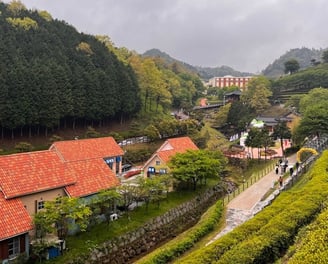Boseong tea fields and coffee shop