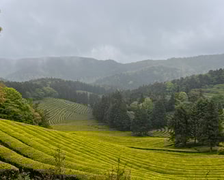 Boseong tea fields