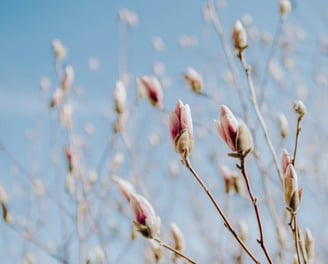 Un arbre avec des fleurs sous un ciel bleu, symbolisant la nature et la sérénité.