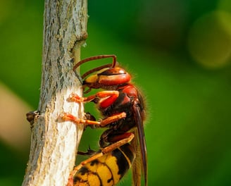 frelon asiatique sur un branche en gros plan