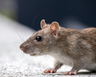 rat noir en gros plan