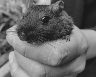 rat noir dans la main d'un homme