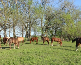 Yearlings for sale