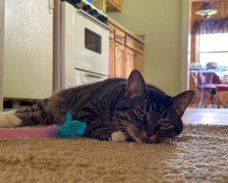 Cat Laying on Ground