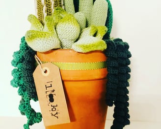 ravissante succulente au crochet