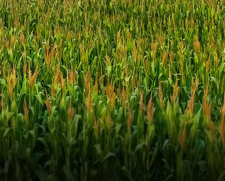 a field of corn stalks with a lone bird in the background