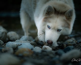  photo photographe 66 perpignan
