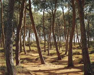 Foret de pins sylvestres
