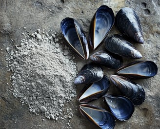 Coquille de moule en poudre
