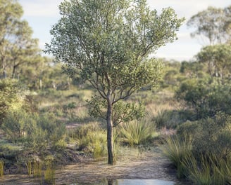 Arbre à thé