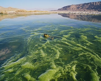 Spiruline dans un lac
