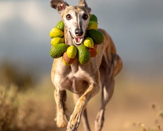 Chien galgo avec avocats