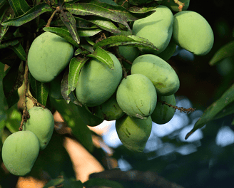 mango fruit mango