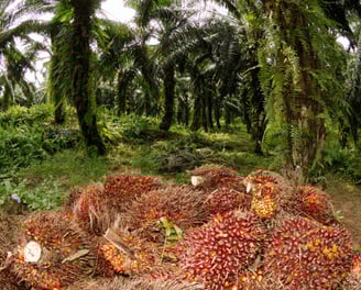Palm oil plantation with harvested palm fruit bunches in the foreground. The harvested palm fruit bu