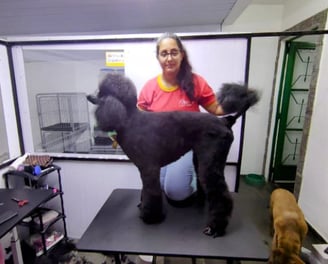 dianny fazendo sua tosa no poodle gigante