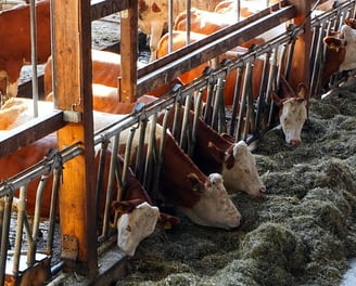 Fale conosco para como montar estábulo para vacas de leite