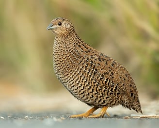 Planta de granja para codornas - Perguntas frequentes