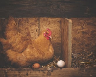 Questões sobre Planta de granja para galinha caipira
