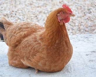 Dúvidas sobre Desenho de Granja para Galinha