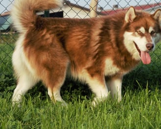 a dog is standing in the grass near a fence