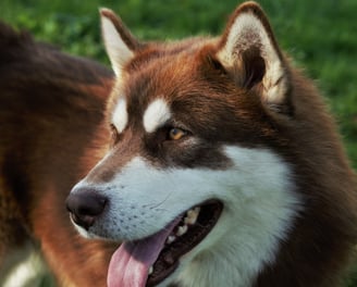 alaskan malamute marrone bianco, brown