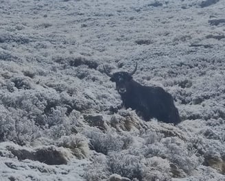 Yak at Himalayan Kyanjin Ri