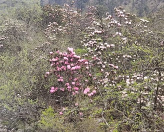 Rhododendron at Himalayan village