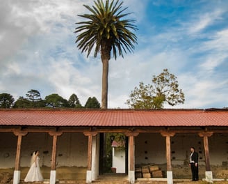 wedding photogrphers antigua. Bride and groom with palm tree