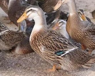 a group of ducks in a group of ducks