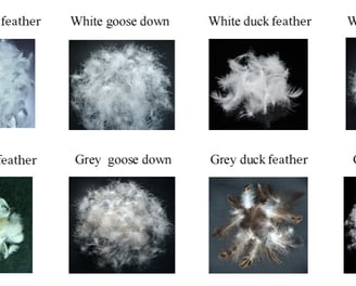 a bunch of different types of white feathers