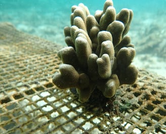 Resilent Porites colony nurtured in nursery in St Felix (June 2025)