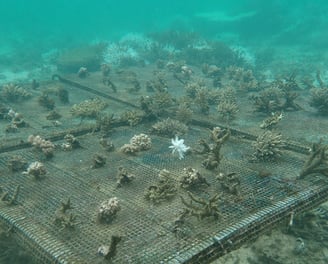 Table nursery in St Felix (June 2025)