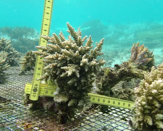 Resilent Acropora selago colonies nurtured in nursery in St Felix (June 2025)