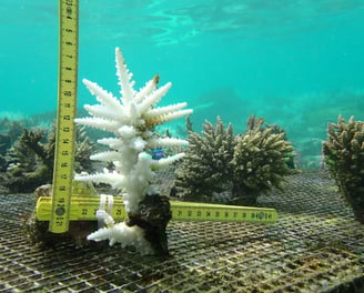 Bleached Acropora muricata colony in nursery in St Felix (June 2025)