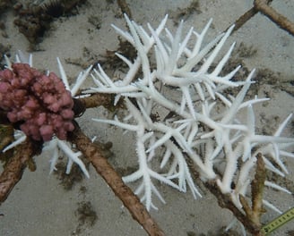 Coral colonies in coral gardens in St Felix (June 2025)