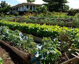 asesoría cultivos y fincas ecológicas, finca biodinámica, asesoria permacultura, agroecología