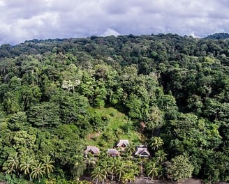 asesoría reforestación, diseños reforestación, reforestación regenerativa, regeneración ecosistemas 