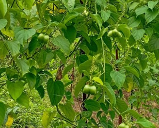 asesoría agricultura ecológica- biodinámica, cultivo super alimentos, producción ecológica, agro