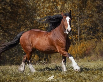 Bay Shire horse galloping 