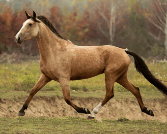 Buckskin akhal teke horse extended trot